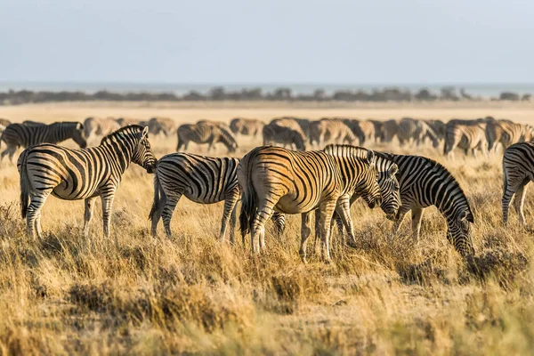 Stado Zebry Burchella Equus Quagga Zachodzie Słońca Łąkach Park Narodowy — Zdjęcie stockowe