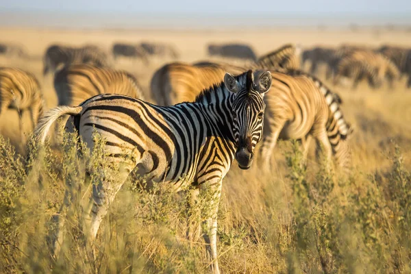 Portrait Zèbre Burchell Equus Quagga Coucher Soleil Dans Les Prairies — Photo