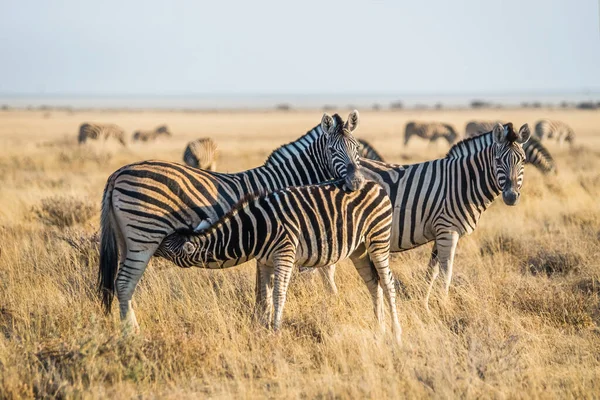 Zebra Źrebak Burchella Łąkach Etosha Namibia — Zdjęcie stockowe