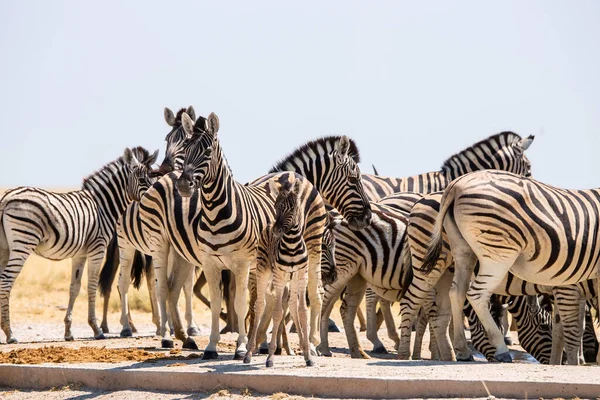 Troupeau Zèbres Burchell Dans Trou Eau Artificiel Etosha — Photo