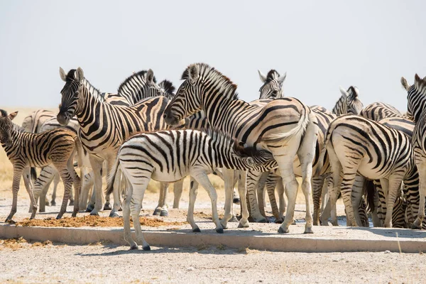 Troupeau Zèbres Burchell Point Eau Etosha — Photo