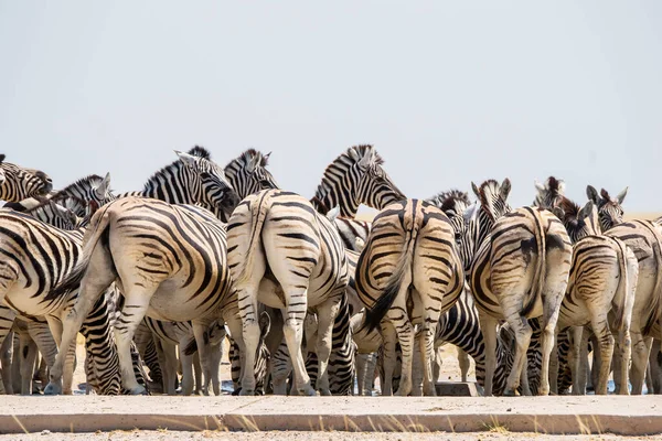 Troupeau Zèbres Burchell Dans Trou Eau Artificiel Etosha — Photo