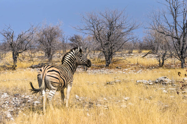 Burchell`s zebra (Equus quagga) standing in african bush. Etosha national Park, Namibia, Africa