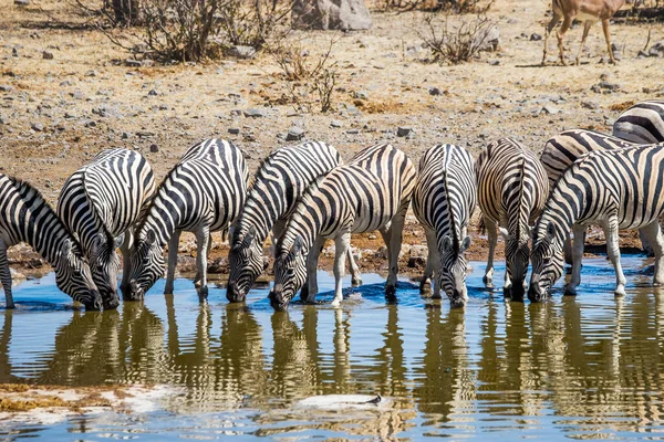 在纳米比亚埃托沙国家公园的Chudop水坑饮水的一群斑马 — 图库照片