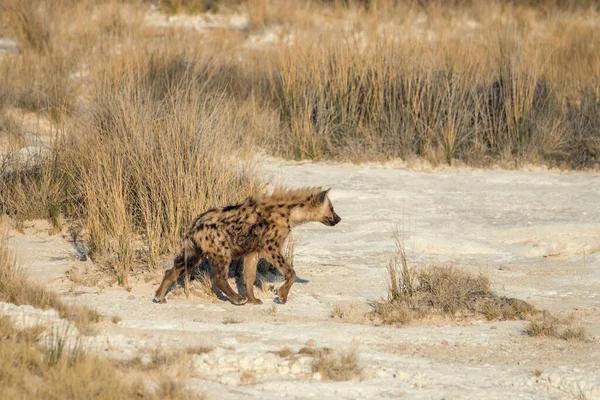 Spotted Hyena Crocuta Crocuta Hyena Walking Namibia Etosha National Park — 스톡 사진