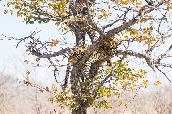 Leopard Mopanebaum Etosha Nationalpark Namibia Afrika — Stockfoto