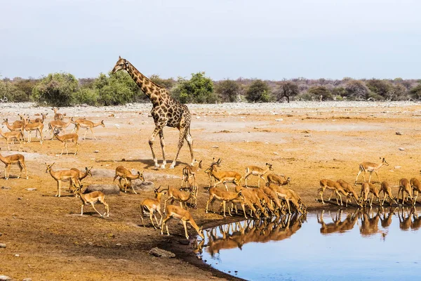 Zürafa ve siyah yüzlü Impala sürüsü Etosha Ulusal Parkı, Namibya 'daki Chudop su birikintisinde..