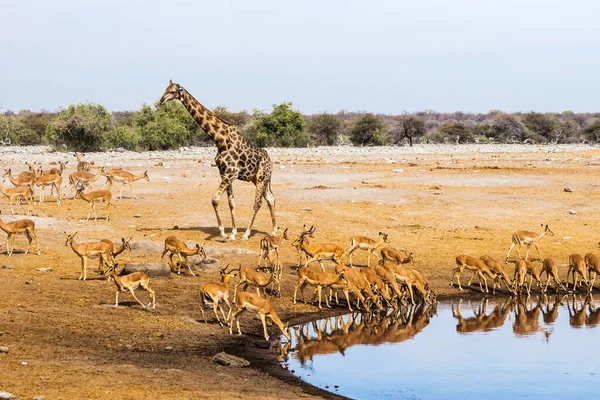 Giraff Och Svart Ansikte Impala Besättning Vid Chudop Vattenhål Etosha — Stockfoto