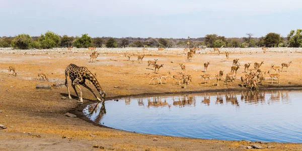 Namibya 'daki Etosha Ulusal Parkı' ndaki Chudop su birikintisinde zürafa ve siyah yüzlü impala sürüsü içmek. Panorama görünümü.