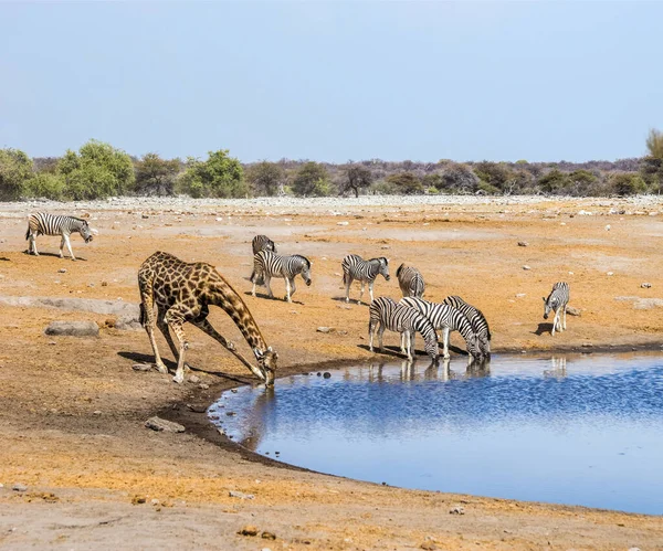Żyrafa Zebry Przy Wodopoju Parku Narodowym Etosha Namibia — Zdjęcie stockowe