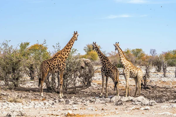 Giraffen Kijken Naar Afrikaanse Olifant Buurt Van Kalkheuwel Waterput Etosha — Stockfoto