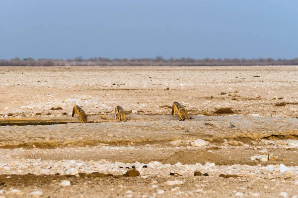 Drie Zwarte Jakhalzen Drinken Voor Zonsondergang Kunstmatige Gemsbokvlakte Nationaal Park — Stockfoto