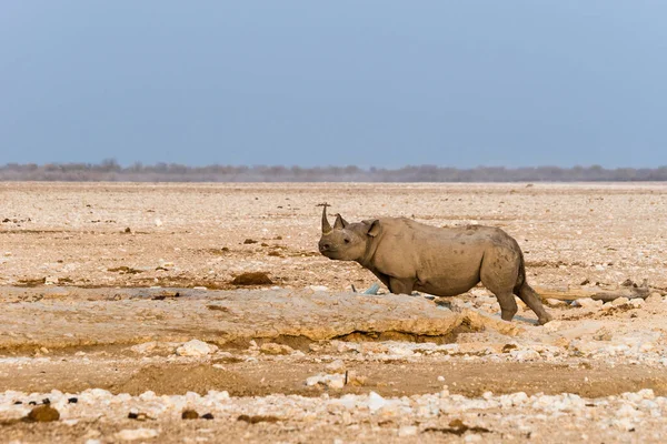 Rinoceronte Preto Solitário Gancho Lipped Que Está Gemsbokvlakte Artificial Waterhole — Fotografia de Stock