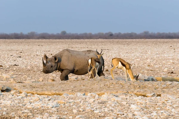 Rinoceronte Preto Dois Antílopes Springbok Buraco Água Artificial Gemsbokvlakte Antes — Fotografia de Stock