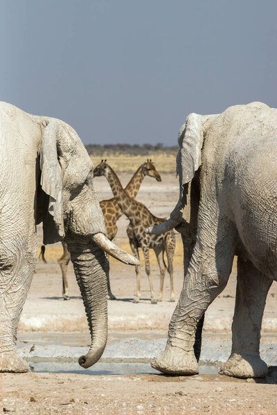 2 african elephants covered in white mud and 2 giraffes at Nebrownii waterhole in Etosha national park, Namibia