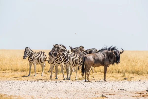 Grupo Zebras Burchell Gnus Azuis Savana Africana Seca Perto Buraco — Fotografia de Stock
