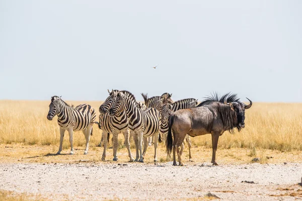 Groupe Zèbres Burchell Gnous Bleus Debout Dans Savane Africaine Sécheresse — Photo