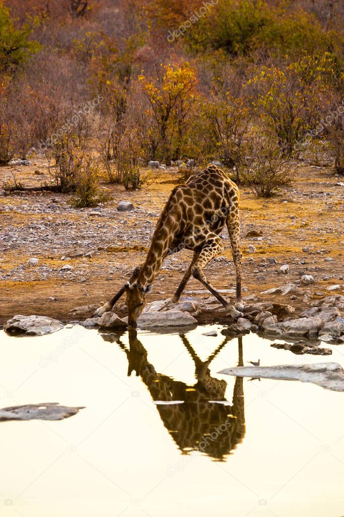 Angolan giraffe (Giraffa camelopardalis) drinking at Moringa waterhole in Etosha national park, Namibia