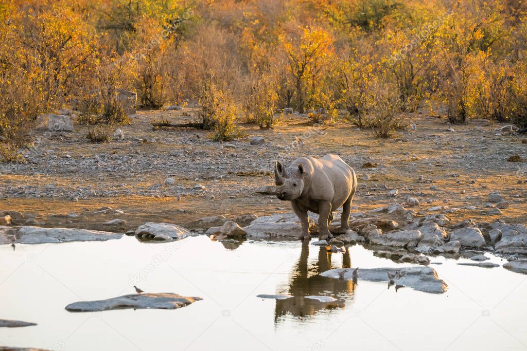 Black Rhino drinking at Moringa waterhole (Halali camp) in the evening. Etosha national park, Namibia.