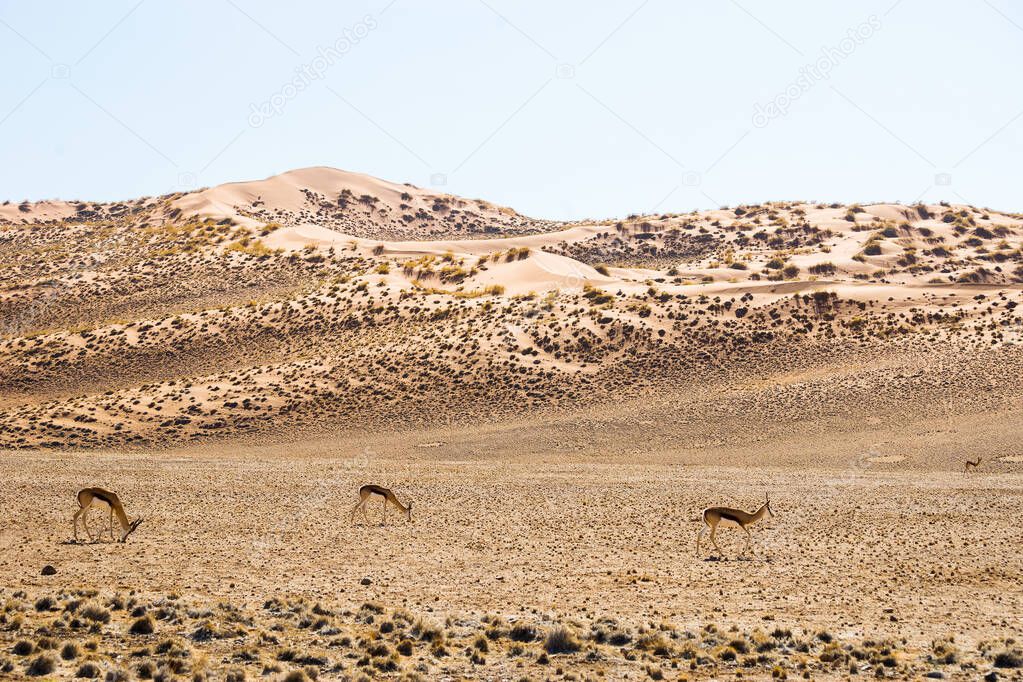 A couple of springbok antelopes (Antidorcas marsupialis) in a natural habitat - red Sossusvlei dunes. Namib Naukluft national park, Namibia, Africa.