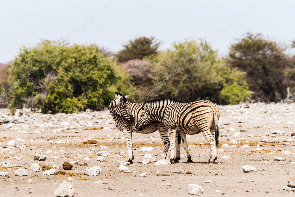 Two zebras standing in savannah. Etosha national park, Namibia