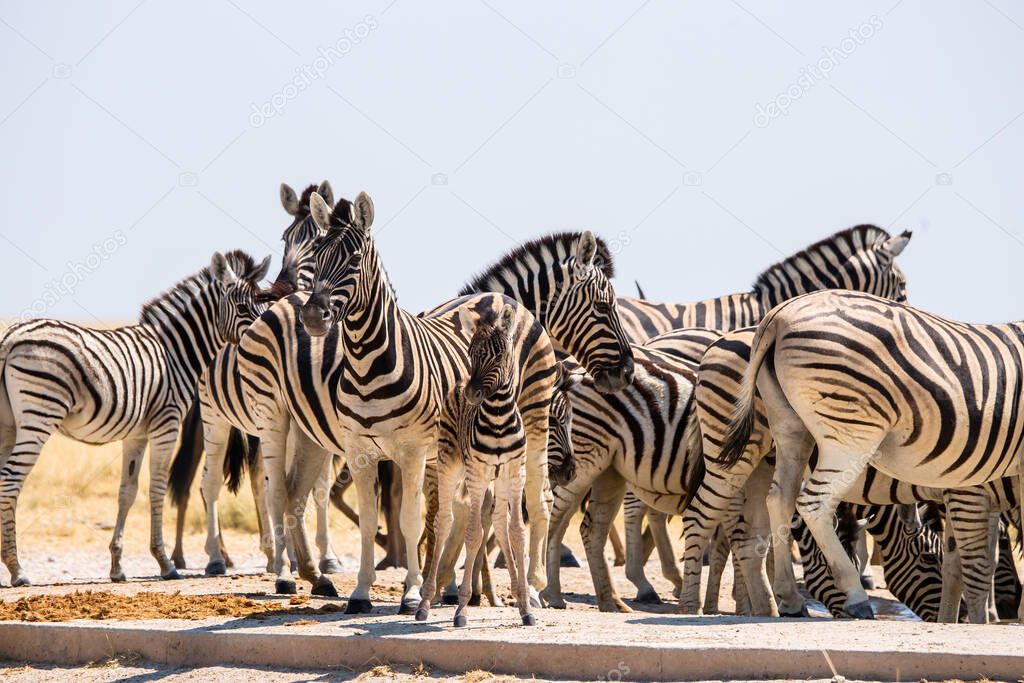 A herd of Burchell`s zebra at artifical waterhole in Etosha
