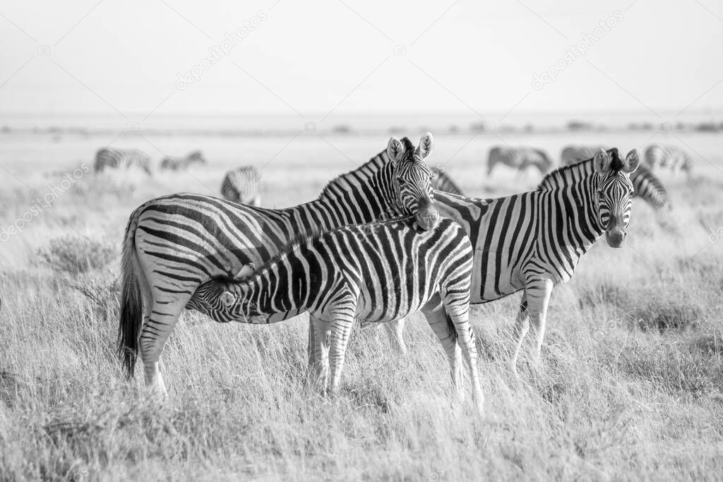 Burchell`s zebra and foal in the grasslands in Etosha, Namibia