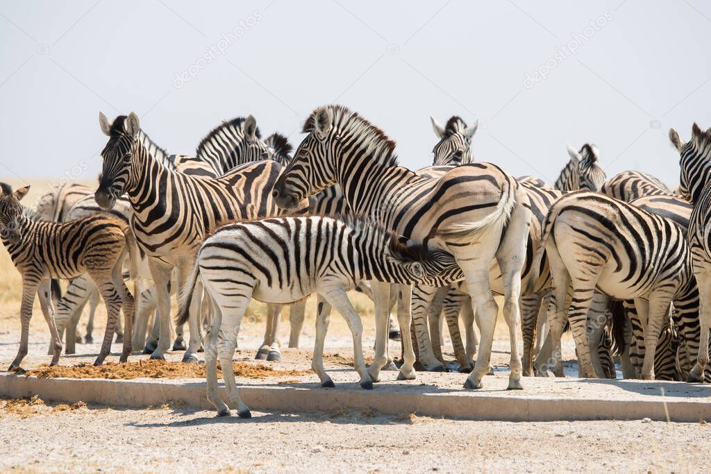 A herd of Burchell`s zebra at waterhole in Etosha
