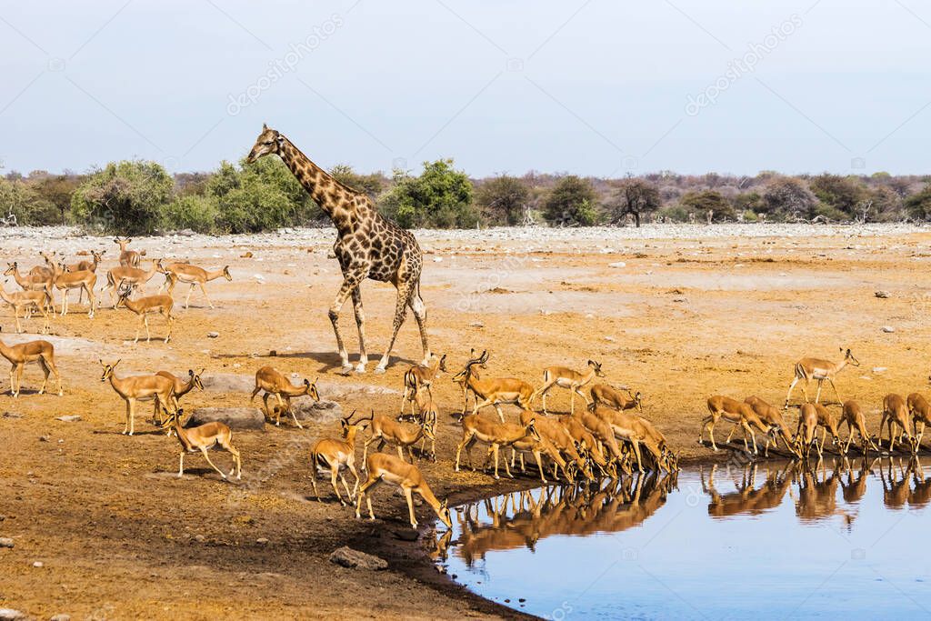 Giraffe and black faced impala herd at Chudop waterhole in Etosha national park, Namibia.
