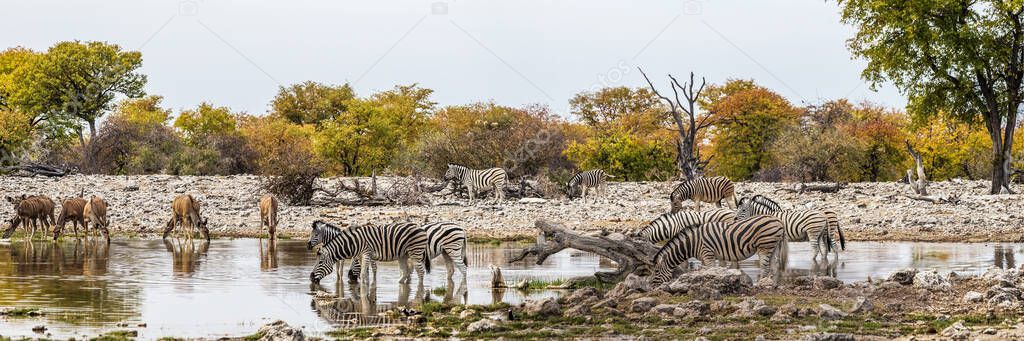 Panoramic view of Goas waterhole with Greater Kudu antelopes and Burchell`s zebras drinking. Etosha national park, Namibia
