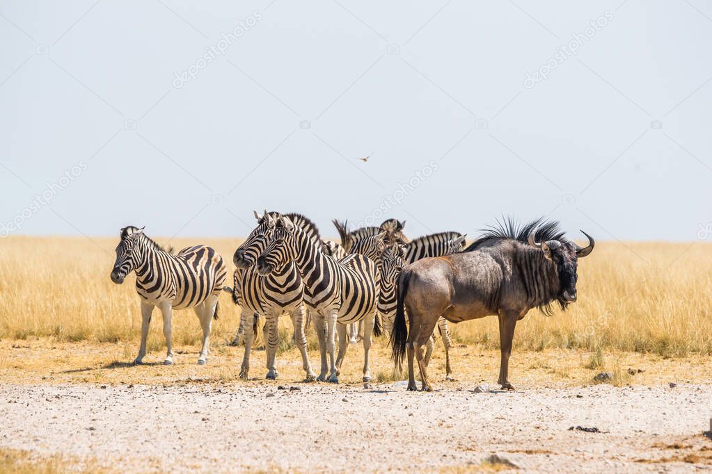 Group of a Burchell`s zebras and blue wildebeest standing in drought african savanna near Andoni waterhole. Etosha national park, Namibia.