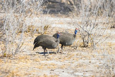 İki Miğferli Gine Baykuşu (Numida Melleagris), Namibya 'daki Etosha Ulusal Parkı' nda yürüyor..