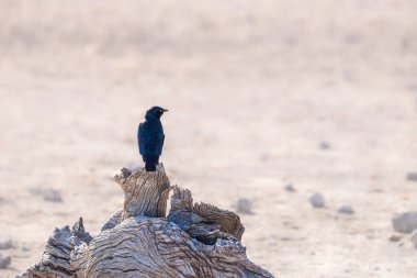 Mavi yanardöner kuş, pelerinli sığırcık, Etosha ulusal parkındaki bir ağaçta, Namibya, Afrika