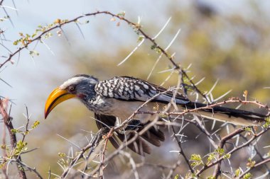Güney Sarı gagalı Hornbill (Tockus leucomelas), Namibya 'daki Etosha ulusal parkında bir ağaca tünedi.