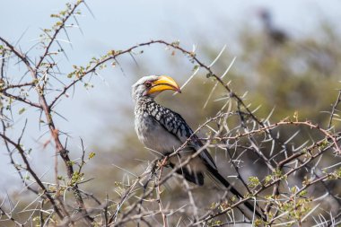 Güney Sarı gagalı Hornbill (Tockus leucomelas), Namibya 'daki Etosha ulusal parkında bir ağaca tünedi.