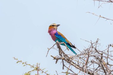 Mavi gökyüzüne karşı bir akasya nebrownii dalına tünemiş leylak göğüslü silindir (Koratias uyarısı)