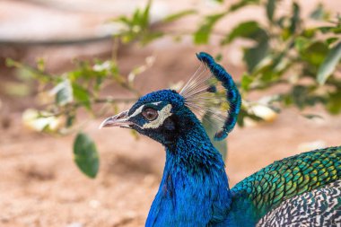 Mavi erkek tavus kuşu kafa ve boyun, yan profil