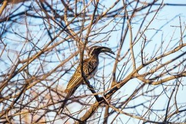 Erkek Afrika Gri Boynuzu (Tockus nasutus) mavi gökyüzüne karşı bir ağaca tünemiştir. Etosha Milli Parkı, Namibya.