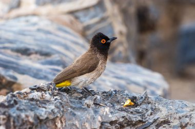 Bir taş üzerinde oturan Afrika Kırmızı Gözlü Bulbul veya Siyah Önlü Bulbul 'un (Pycnonotus nigricans) profil görünümü