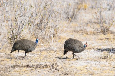 İki Miğferli Gine Baykuşu (Numida Melleagris), Namibya 'daki Etosha Ulusal Parkı' nda yürüyor..