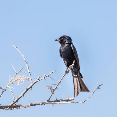 Çatal kuyruklu drongo (Dicrurus adsimilis) mavi gökyüzüne karşı dikenli bir dalda oturuyor