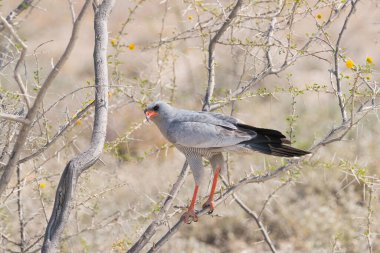 Dikenli ağaca tünemiş Güney Solgun Şarkı Söyleyen Şahin 'in yakın çekimi
