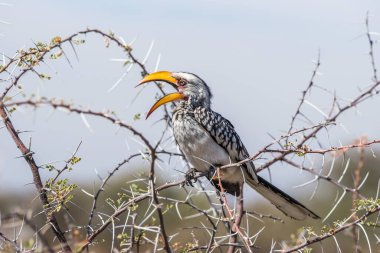 Güney Sarı gagalı Hornbill (Tockus leucomelas), Namibya 'daki Etosha Ulusal Parkı' nda bir ağaca tünemiş gagalı.