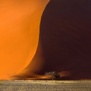 Meşhur kırmızı kum tepeciği 40 ve dibindeki akasya ağacı. Sossusvlei 'de Gündoğumu, Namib Naukluft Ulusal Parkı, Namibya