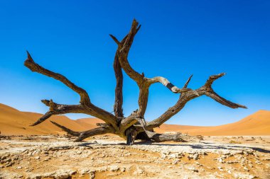 Deadvlei, Sossusvlei 'deki Ölü Camelthorn Ağacı. Namib-Naukluft Ulusal Parkı, Namibya, Afrika.