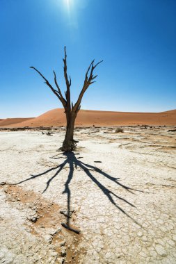 Sossusvlei, Deadvlei 'de Ölü Camelthorn Ağaçları mavi gökyüzüne karşı. Namib-Naukluft Ulusal Parkı, Namibya, Afrika.