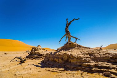 Deadvlei 'nin yanındaki vadide kırmızı kumullara ve mavi gökyüzüne karşı ölü deve dikeni ağacı. Sossusvlei. Namib-Naukluft Ulusal Parkı, Namibya, Afrika