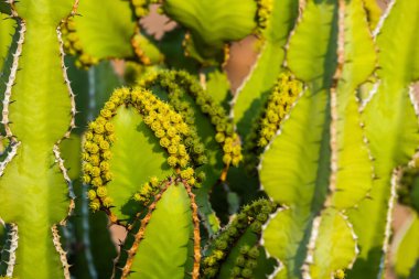 Transvaal şamdan ağacının yakın görüntüsü, ya da Bushveld şamdanı öforbisi (Euphorbia Cooi)