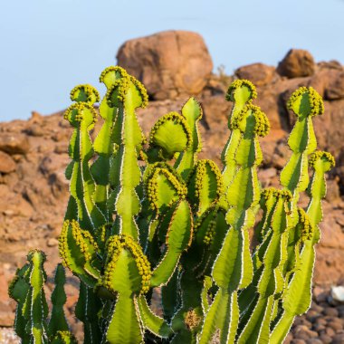 Transvaal şamdan ağacı, ya da Bushveld Candelabra euphorbia (Euphorbia Cooi)
