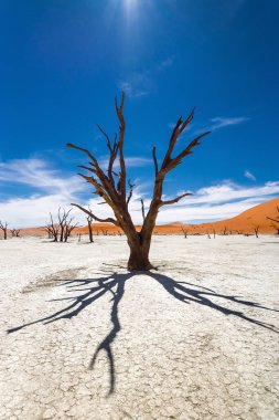 Sossusvlei, Deadvlei 'de Ölü Camelthorn Ağaçları mavi gökyüzüne karşı. Namib-Naukluft Ulusal Parkı, Namibya, Afrika.